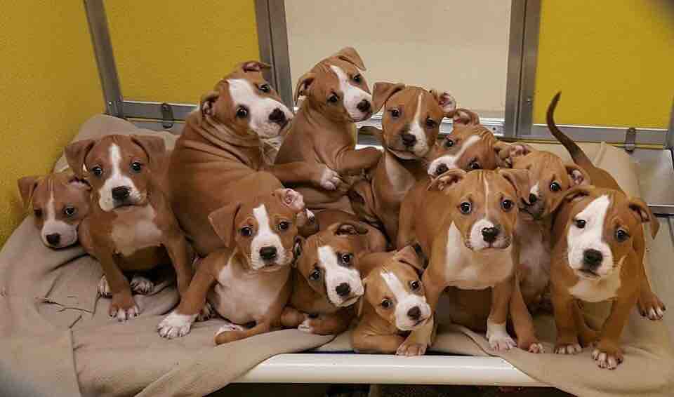 cute boxer puppies