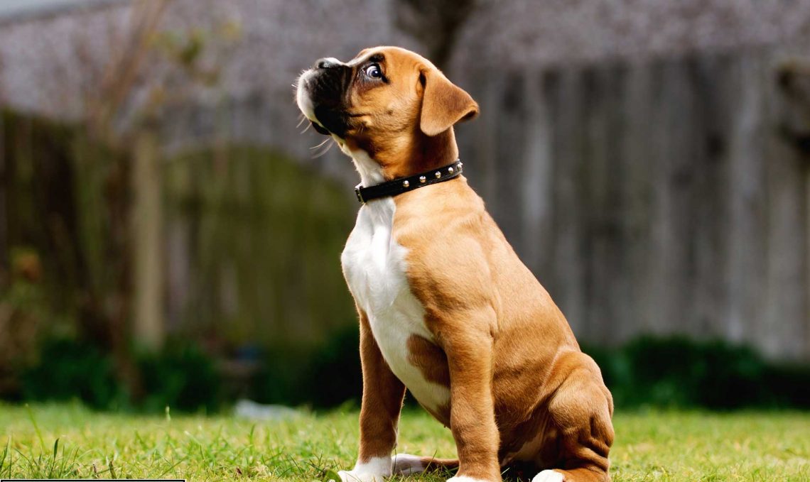 Boxer puppy hd picture