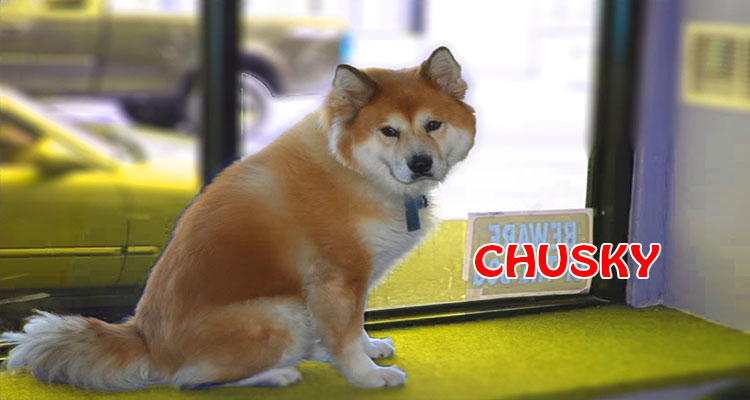 Chusky hd photo