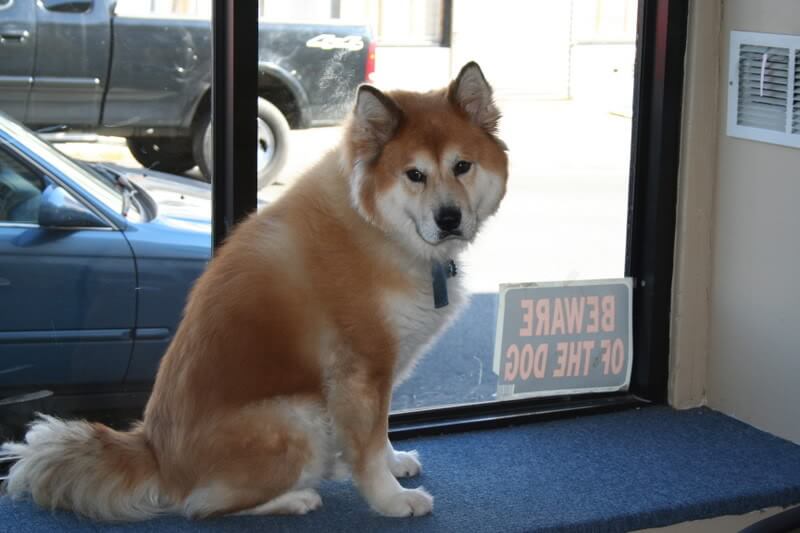 chow chow husky puppy