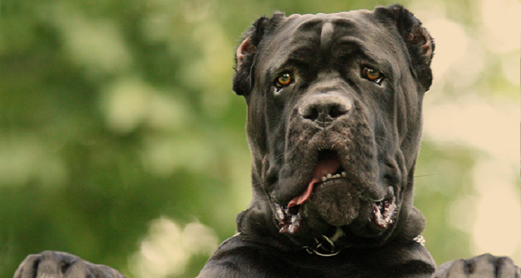 top 10 dangerous dog breeds