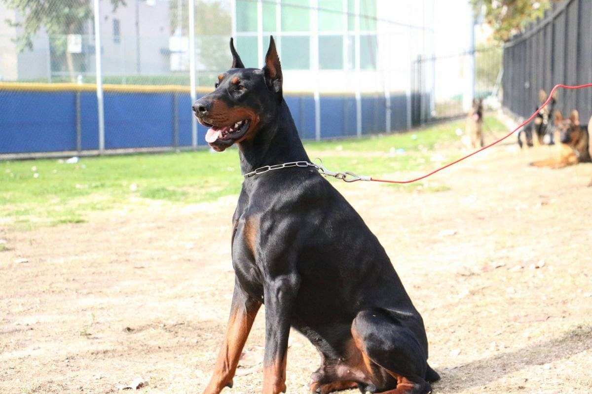 Doberman Pinscher