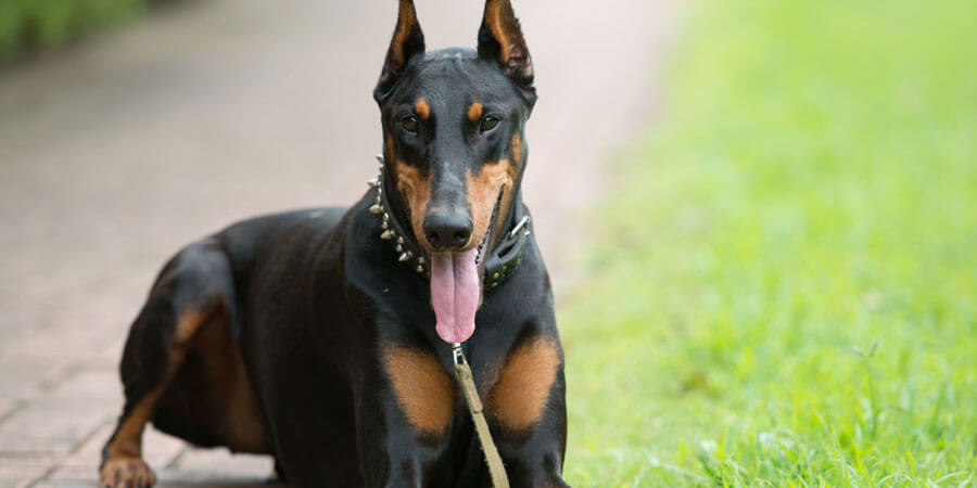 Doberman Pinscher 2