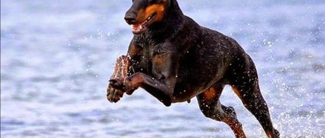 Doberman Pinscher Dog