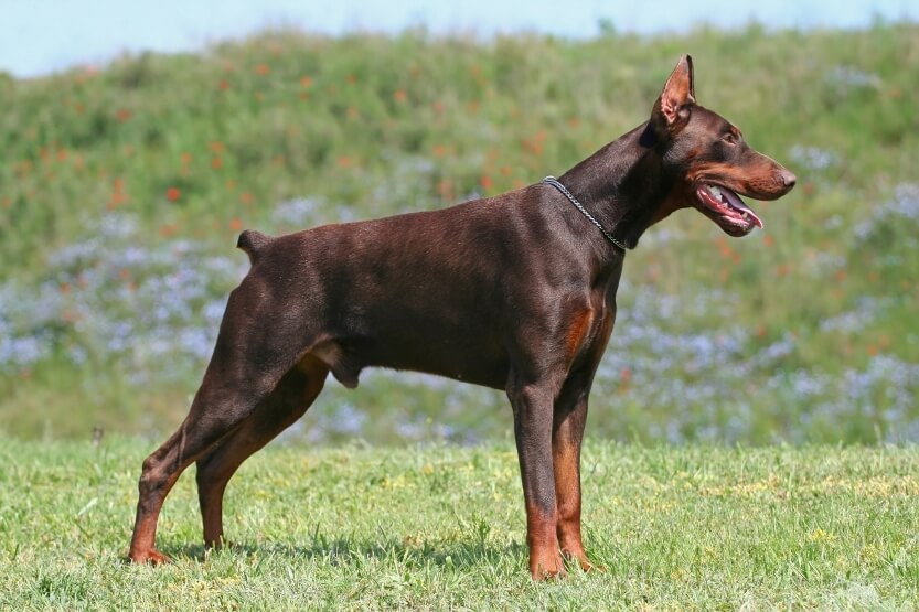 23+ Doberman Pinscher Puppies Colors