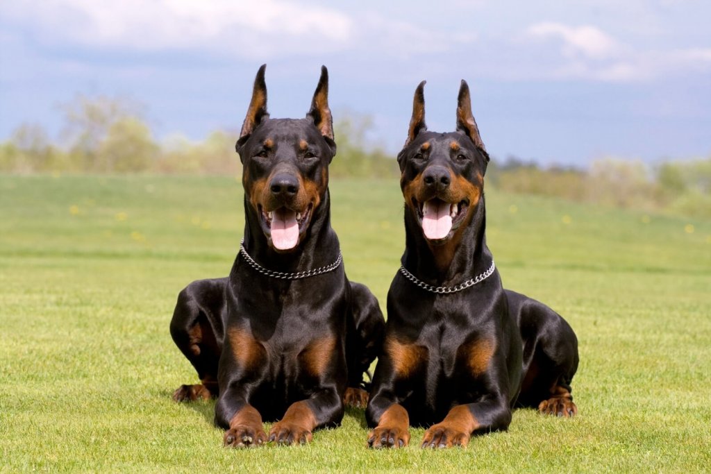 Doberman Pinscher Dog hd wallpapers