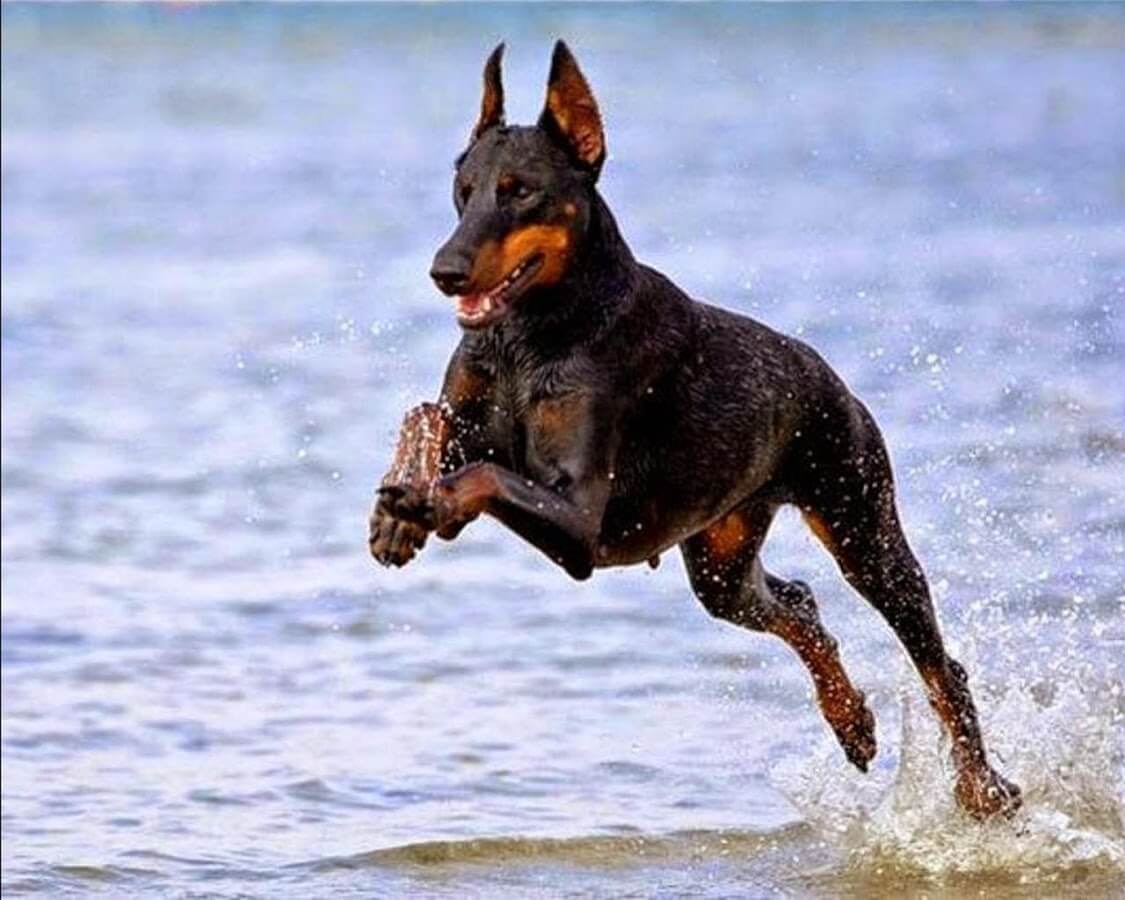 Doberman Pinscher Dog