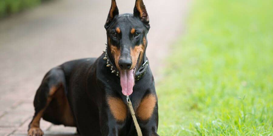 Doberman Pinscher