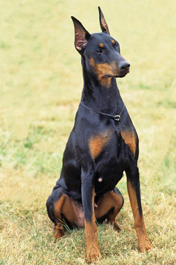 Doberman all name