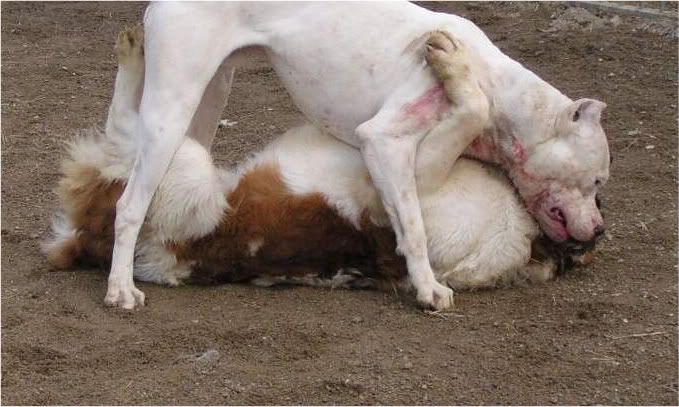 Dogo Argentino Fight