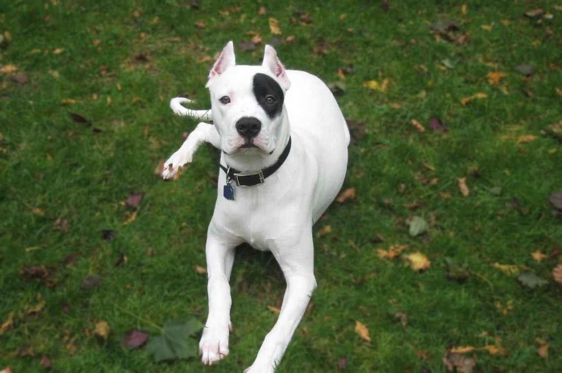 dogo argentino 4 months old