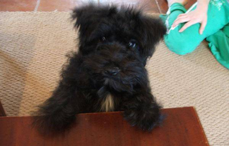 Top 15 mock (faked) poodle cross breeds (Mix breeds)