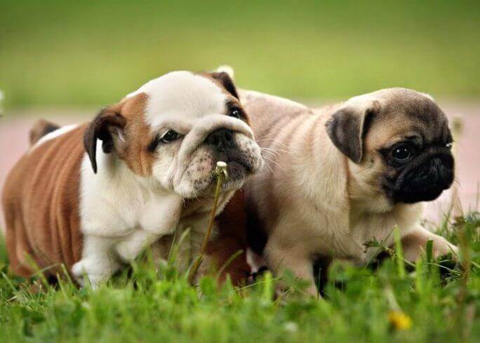 English Bulldog + Pug