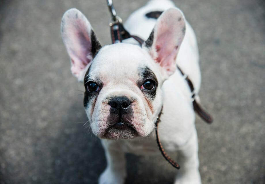 french bulldog mixed with english bulldog