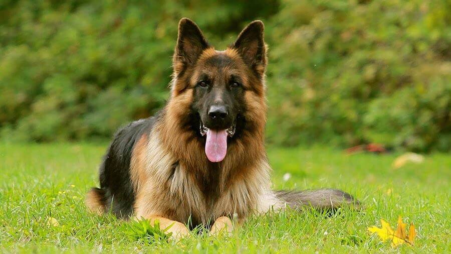 German Shepherd