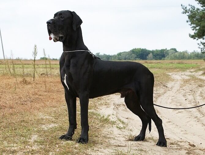 are great dane dogs dangerous