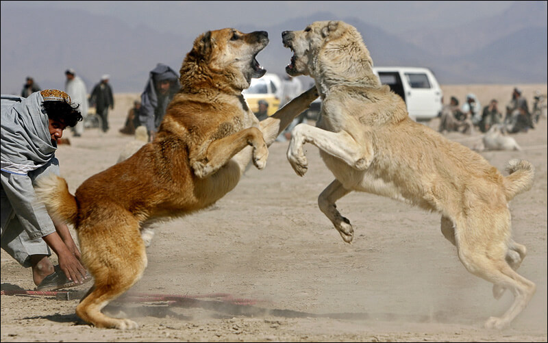 Kangal Dog Fight photo