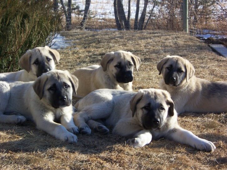 Kangal Dog Puppies