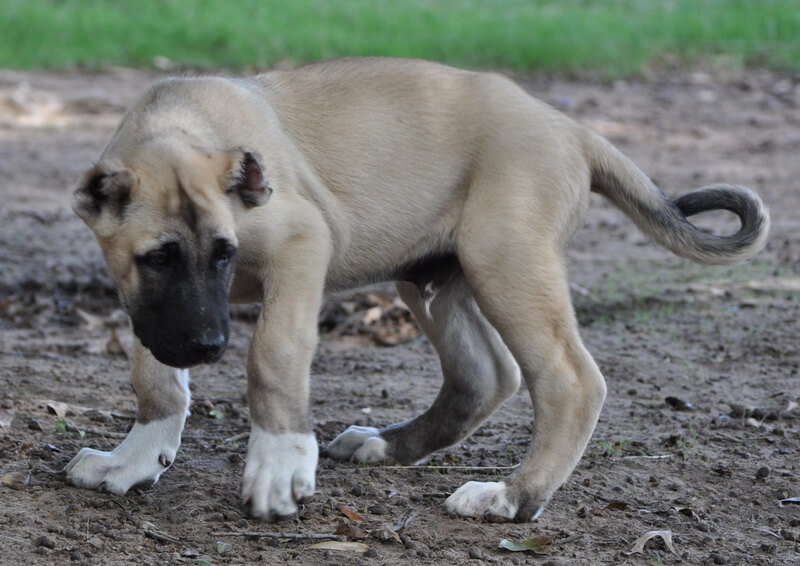 Kangal Dog Puppy