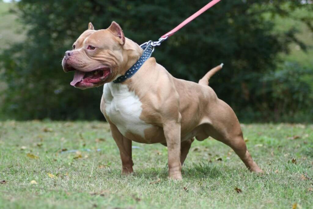 Pit Bull