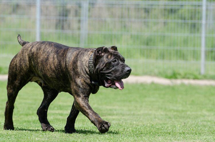 Presa Canario Fight