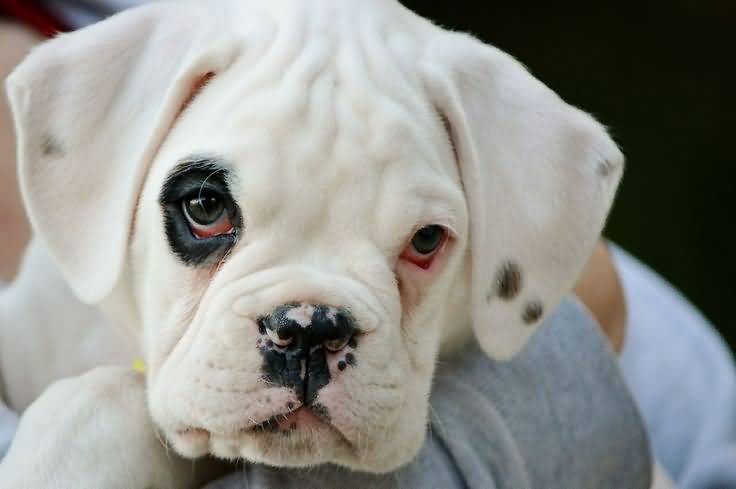 Pure-White Cute Boxer Dog Puppies