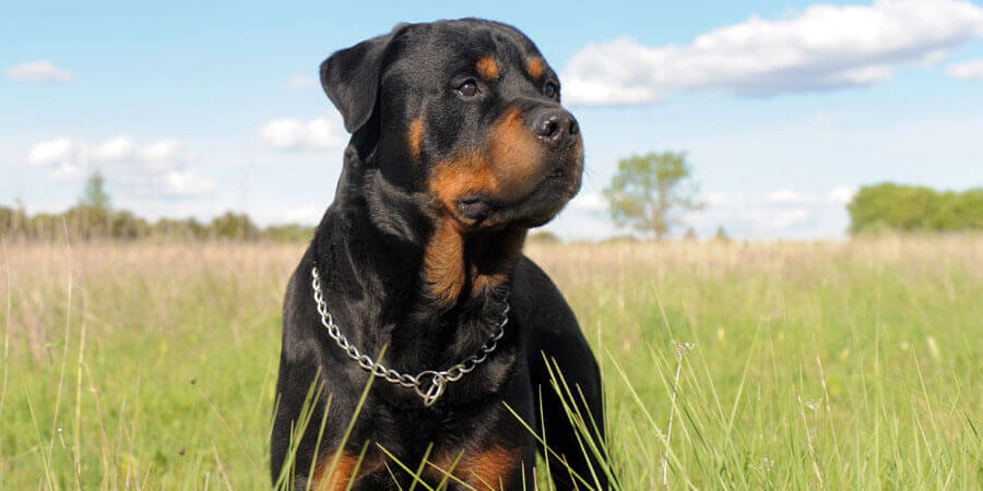 Rottweiler