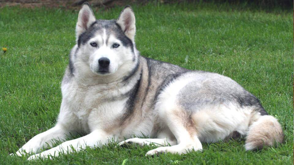 Siberian Husky Mixed With Poodle