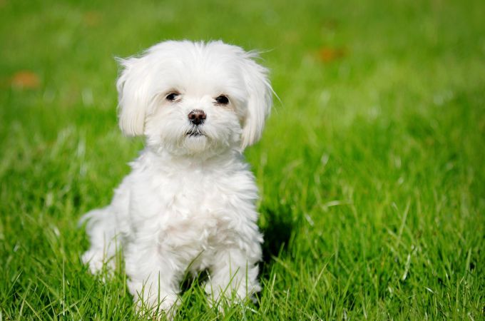 Teacup Maltipoo Dog Breed