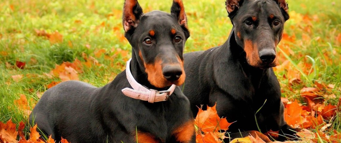 Two dobermans wallpaper