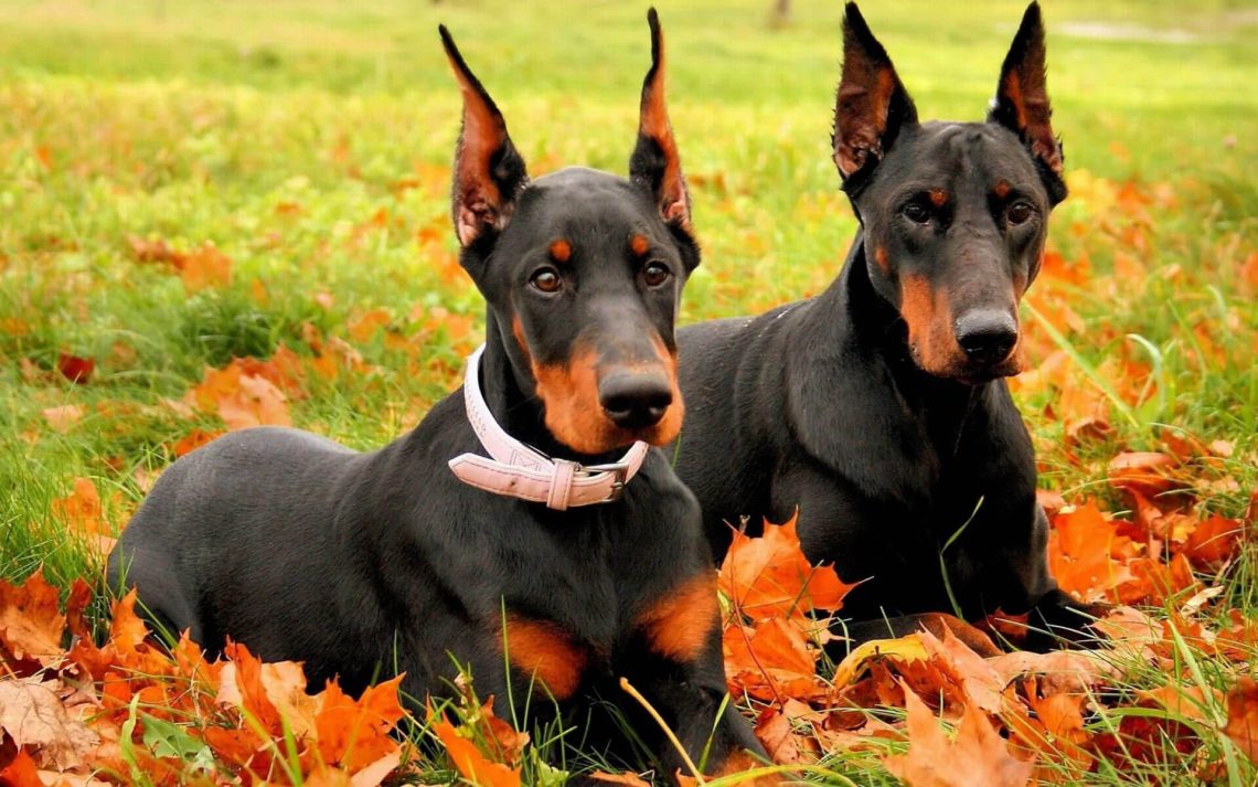 Two dobermans wallpaper