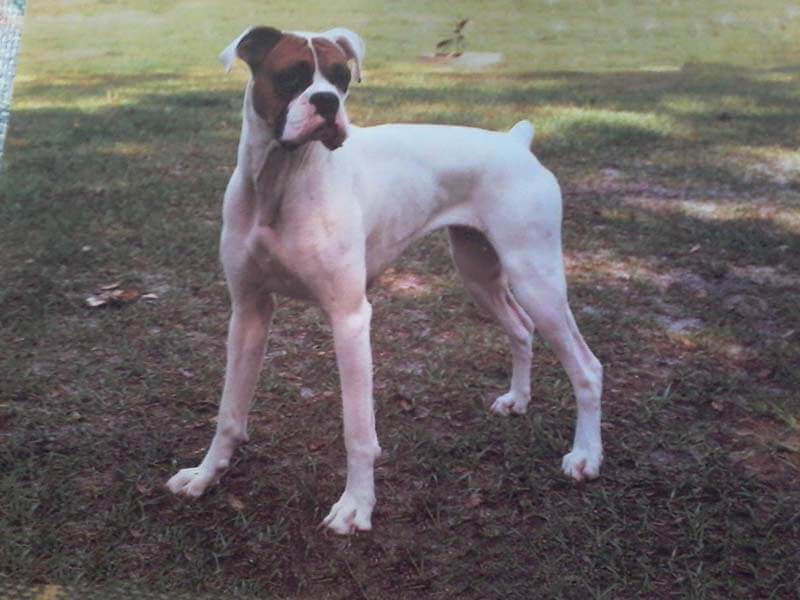 White boxer dog breed