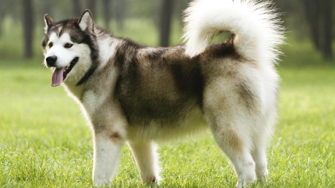 alaskan malamute