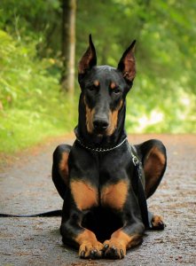 black doberman