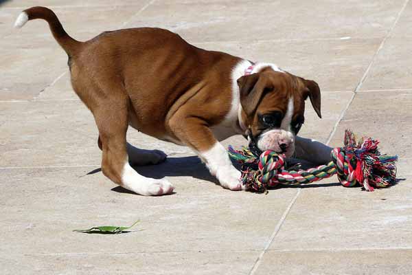 boxer dog puppy
