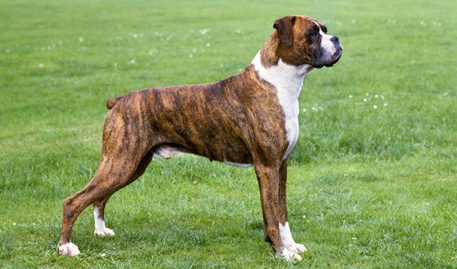 boxer dog