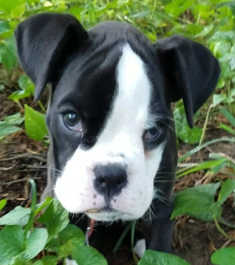 boxer cute puppy