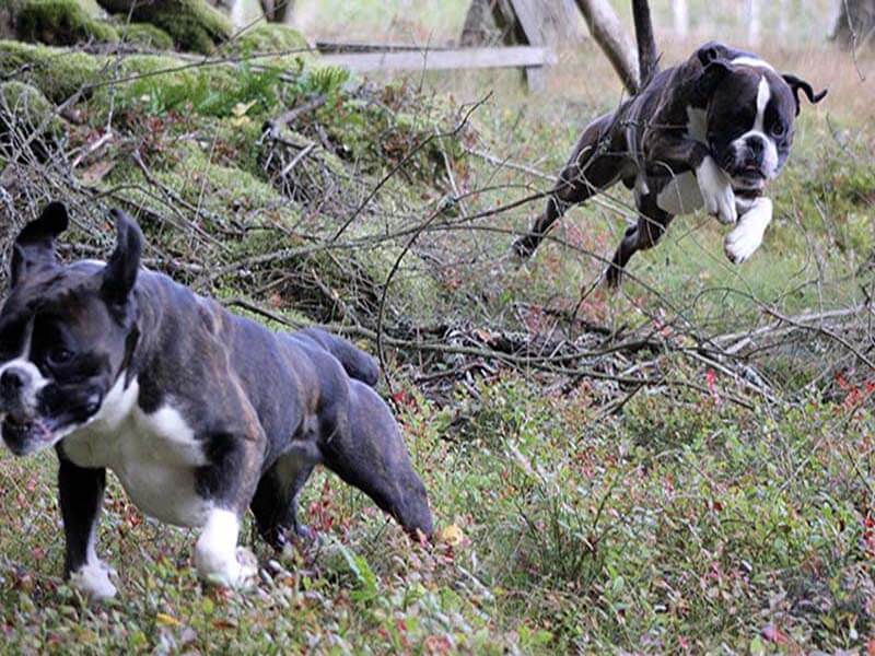 boxer fight photo