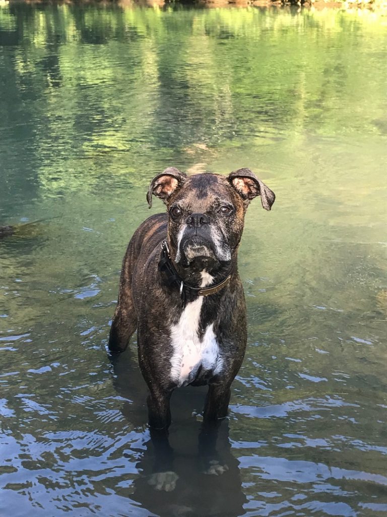 boxer groomimg