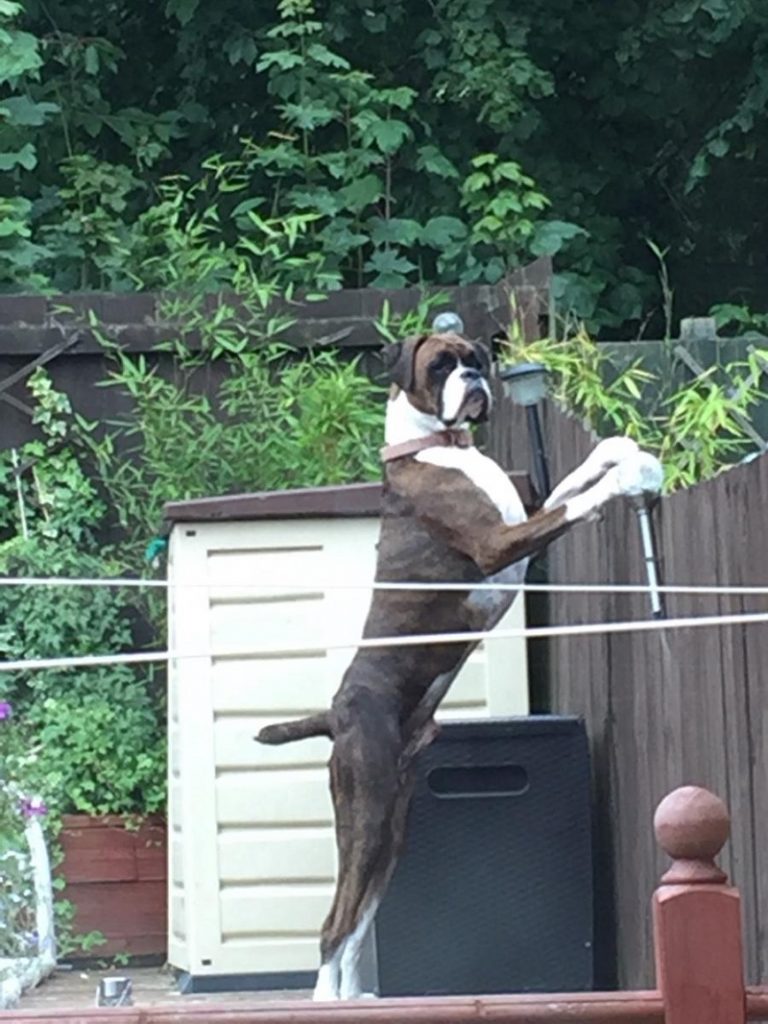 boxer guard dog