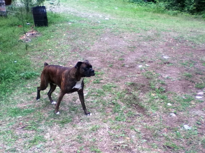 boxer in forest