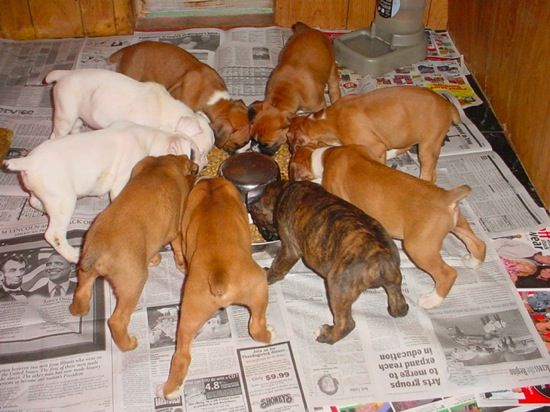 boxer puppies feeding