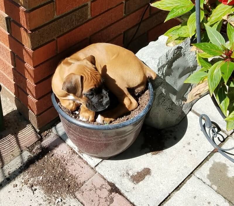 boxer puppy in creat