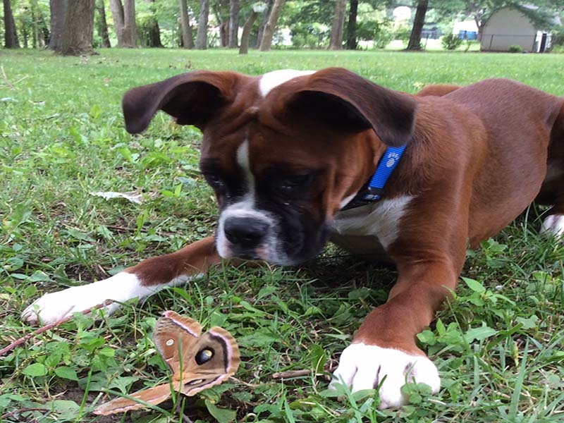 boxer with buterfly