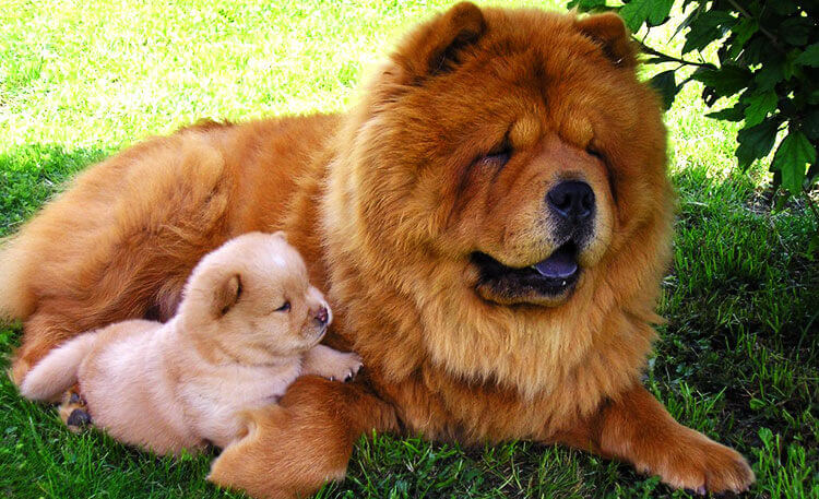 chow chow