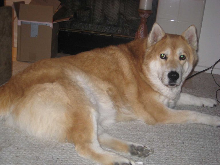 Chusky dog breed personality, temperament and pictures