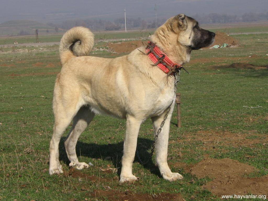 cute kangal dog photo