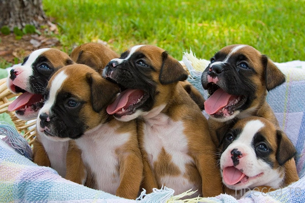 cute puppies