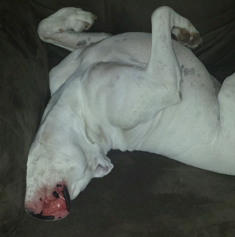 funny sleeping boxer