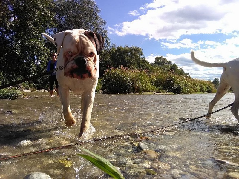 hd photo boxer dog breed